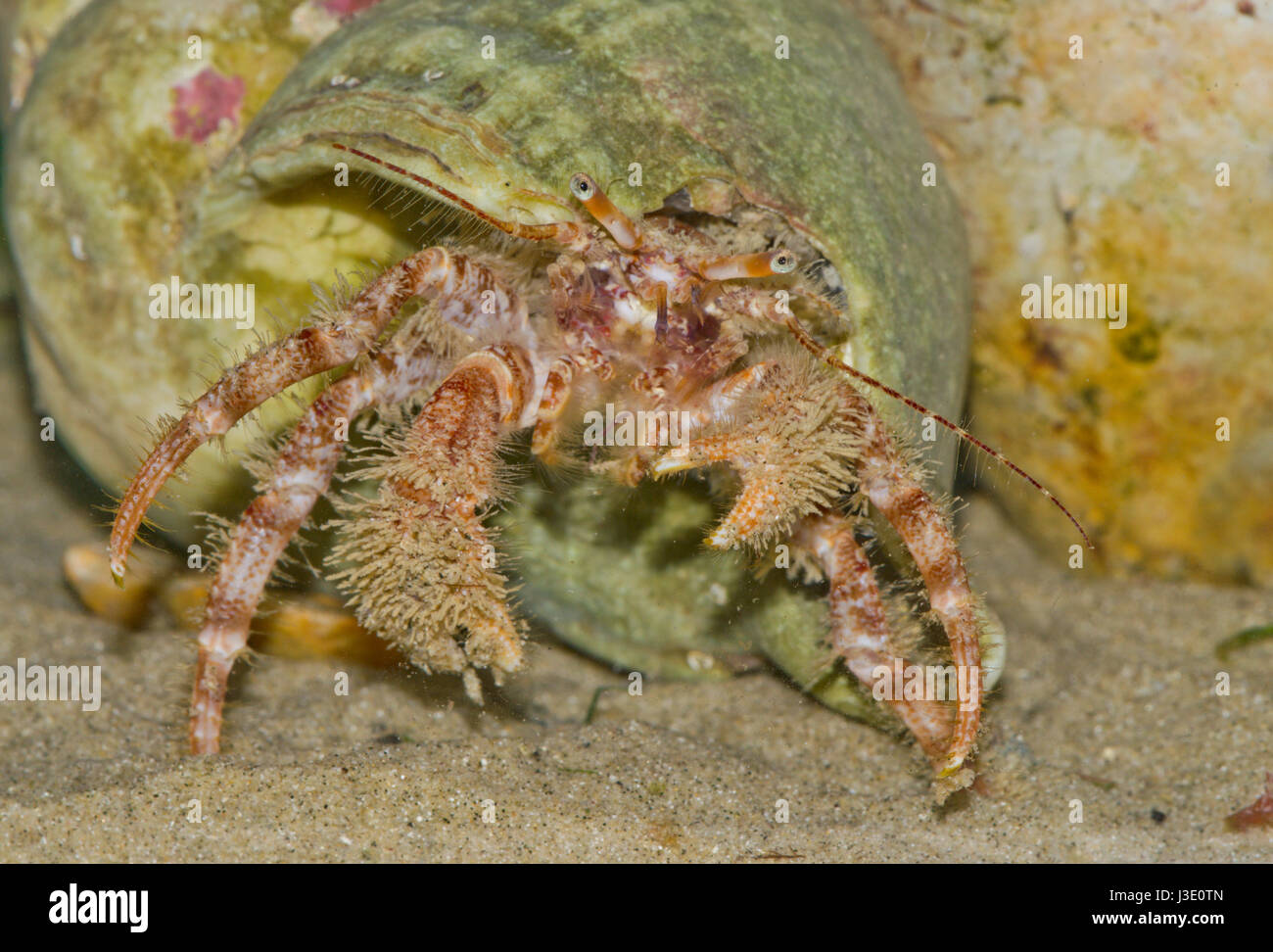 Granchio eremita peloso (pagurus cuanensis) primo piano. Sussex rockpool, Regno Unito Foto Stock