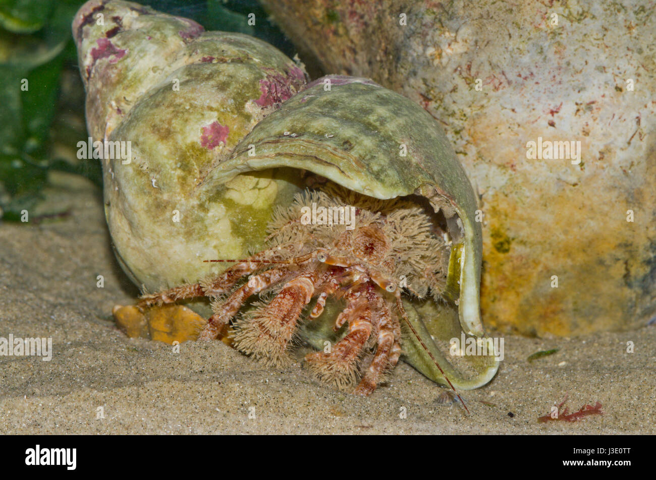 Granchio eremita peloso (pagurus cuanensis), Sussex, Regno Unito Foto Stock