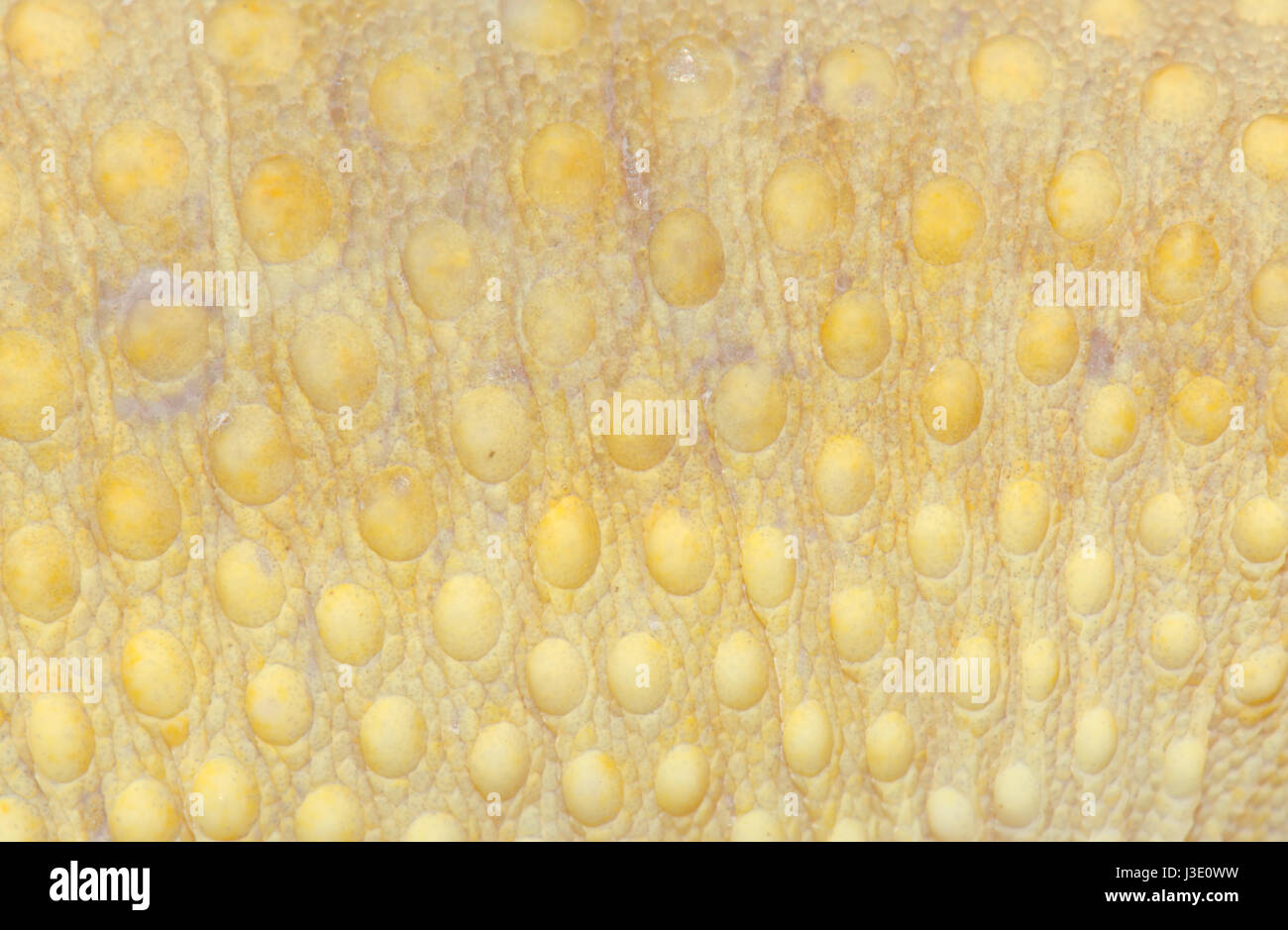 Leopard Gecko pelle (Eublepharis macularius) Foto Stock