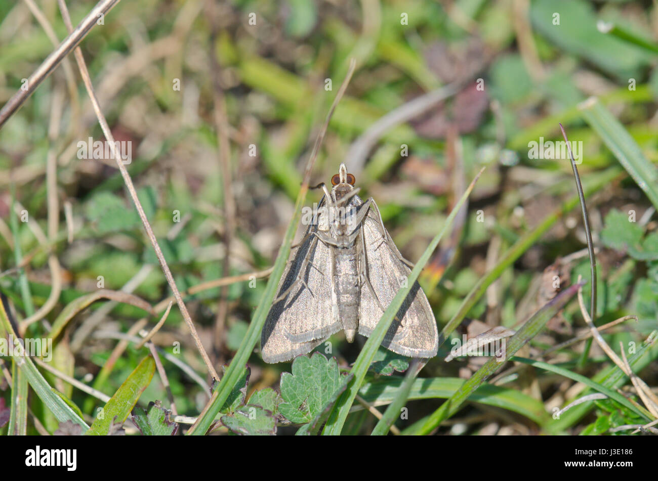 Perla giallo Micro Moth (Mecyna flavalis) Lato inferiore Foto Stock