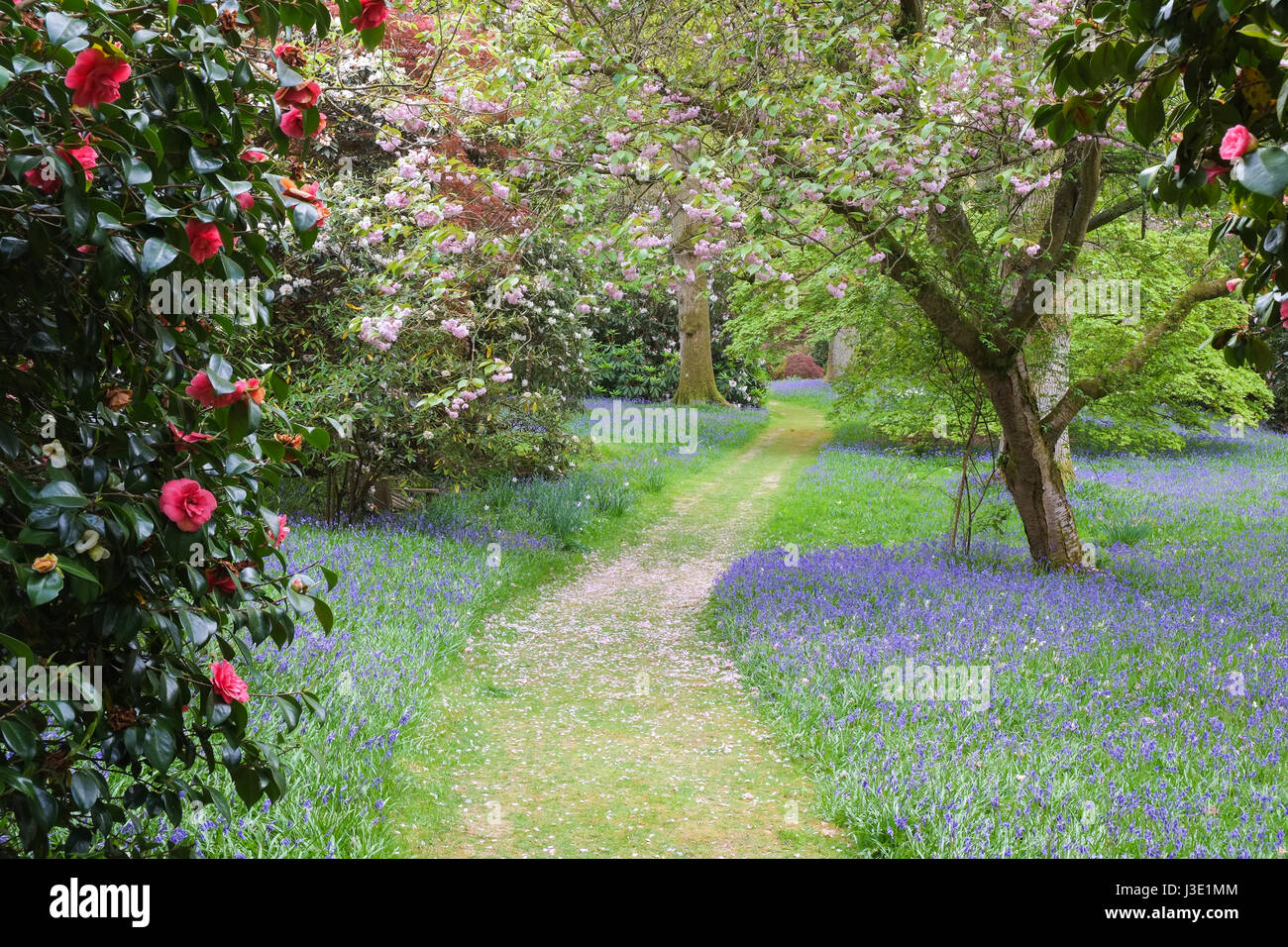 Fiori di Primavera in un paese di lingua inglese giardino Foto Stock