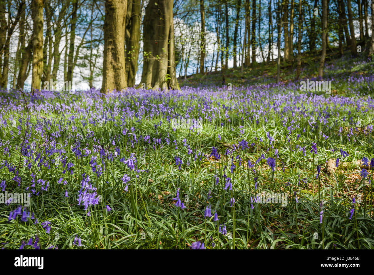 Bluebell boschi in Whitewell, Lancashire. Foto Stock