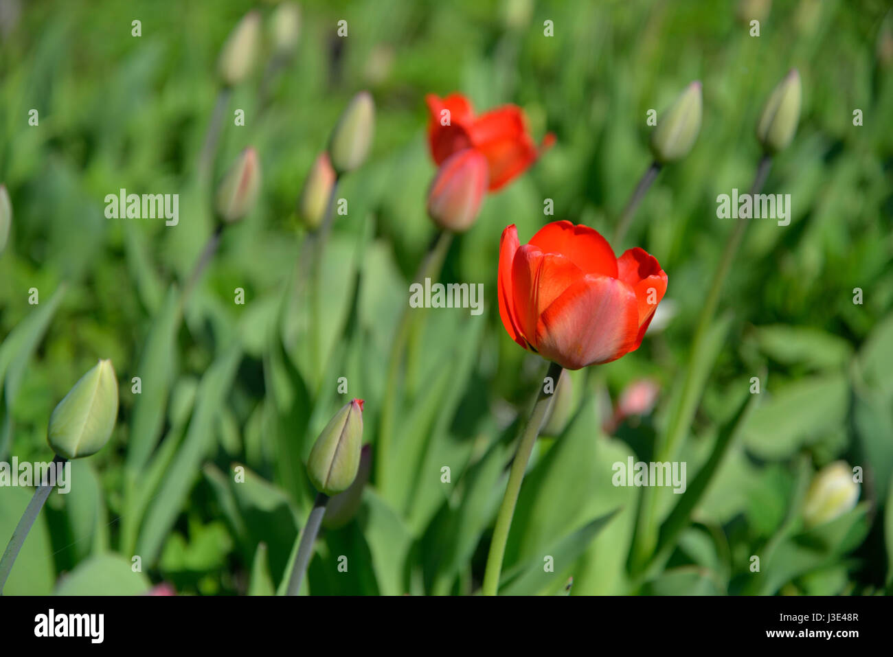 Tulipani rossi sulla aiuola di fiori di fioritura e gemme nella regione di Leningrado Foto Stock