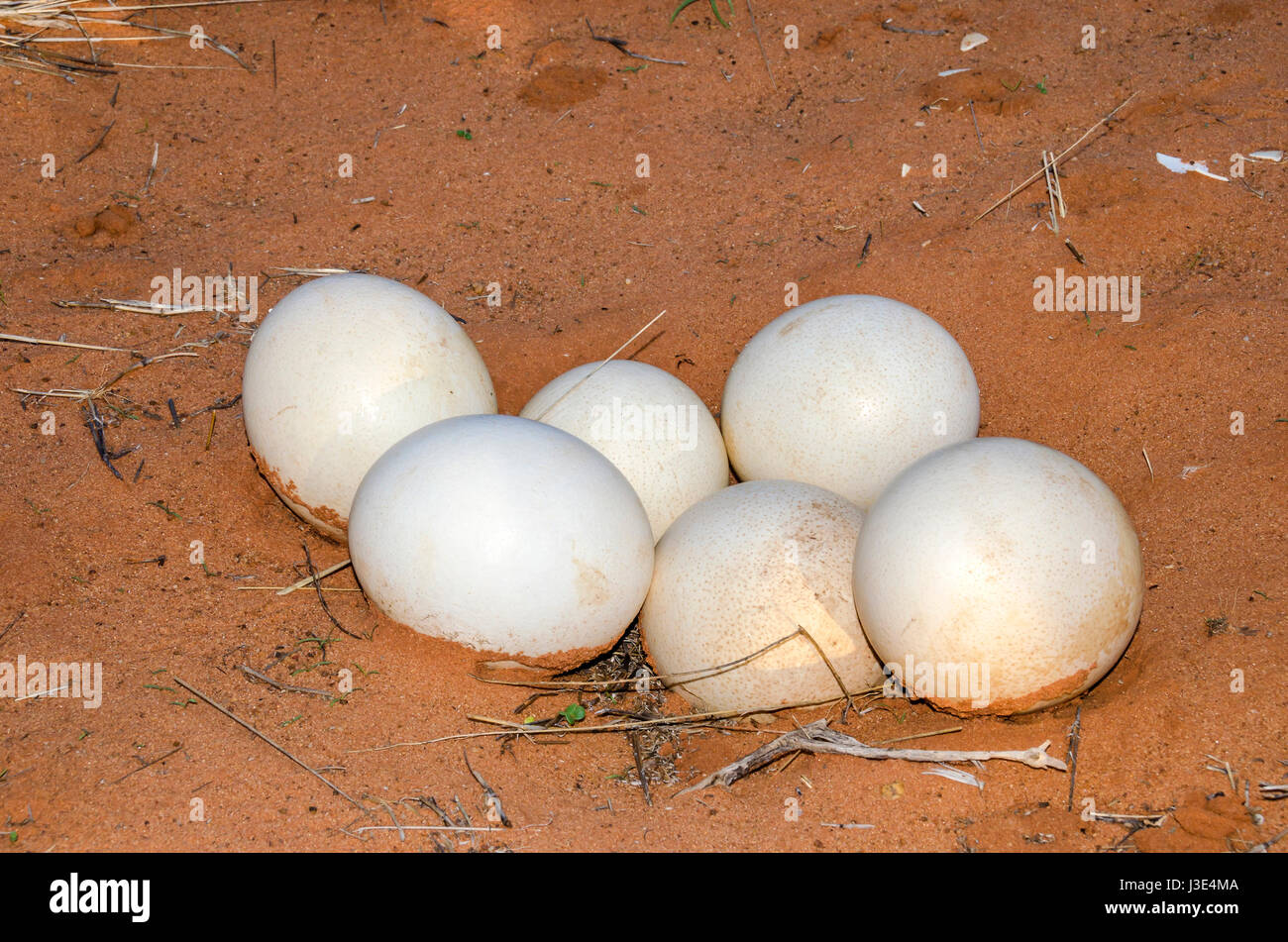 Frizione delle uova - la più grande delle uova di uccello vivo - abbandonato da lo struzzo nel deserto del Kalahari, Namibia. Foto Stock