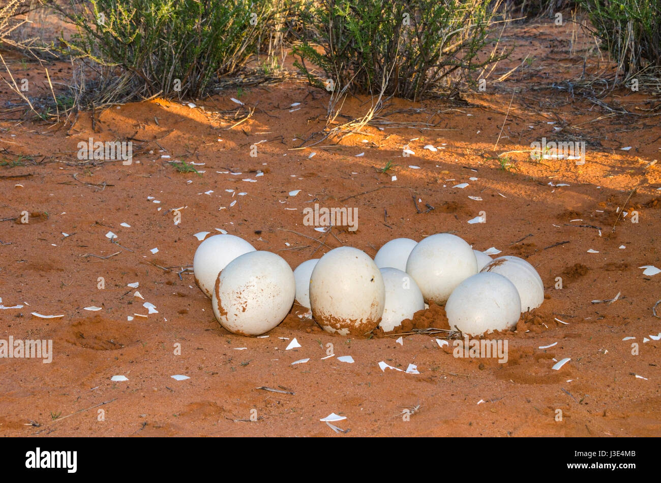 Frizione delle uova - la più grande delle uova di uccello vivo - abbandonato da lo struzzo nel deserto del Kalahari, Namibia. Foto Stock