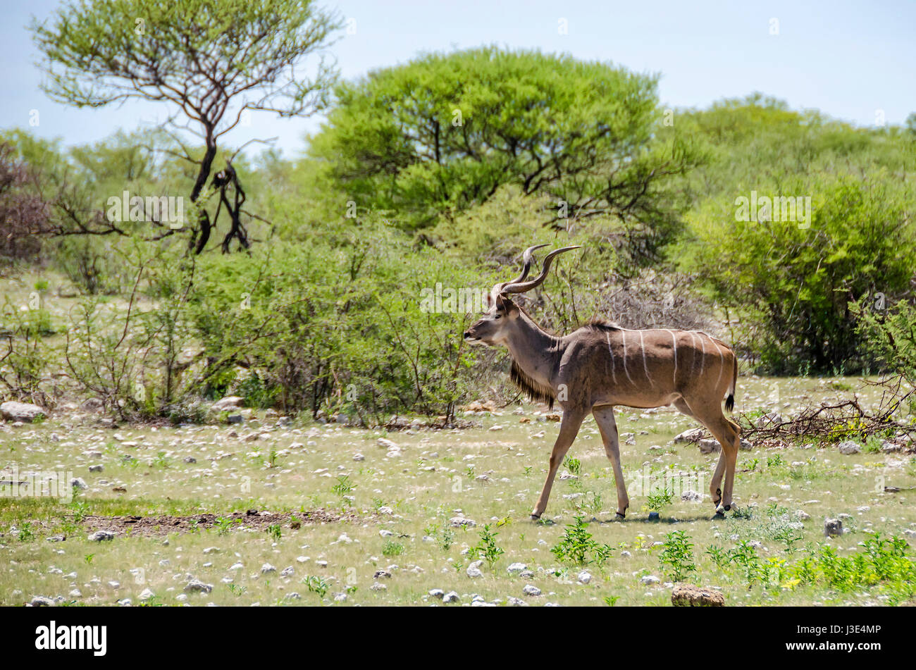 Maschio kudu maggiore (Tragelaphus strepsiceros) strutting in Etosha National Park, Namibia. Foto Stock