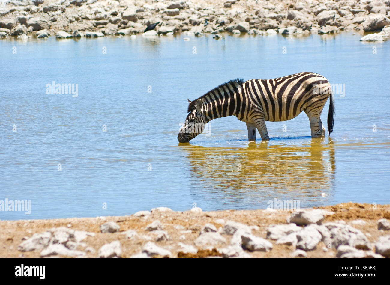 Zebra bevendo al waterhole nel parco nazionale Etosha Foto Stock