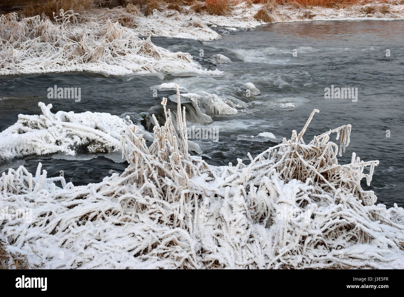 La formazione di schiuma rapide del fiume, coperto con crescite di ghiaccio e cespugli di erba secca in cristalli di brina sulle rive di una sera d'inverno Foto Stock