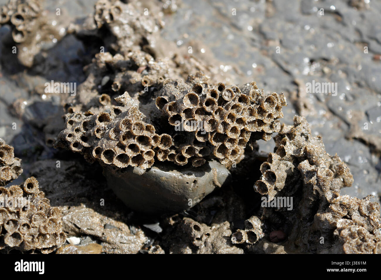 Tubi di sabbia utilizzati da Honeycomb worm sulla spiaggia Foto Stock