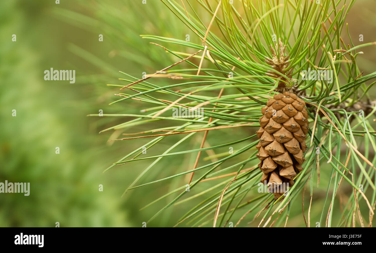 Cono di pino e filiali Foto Stock