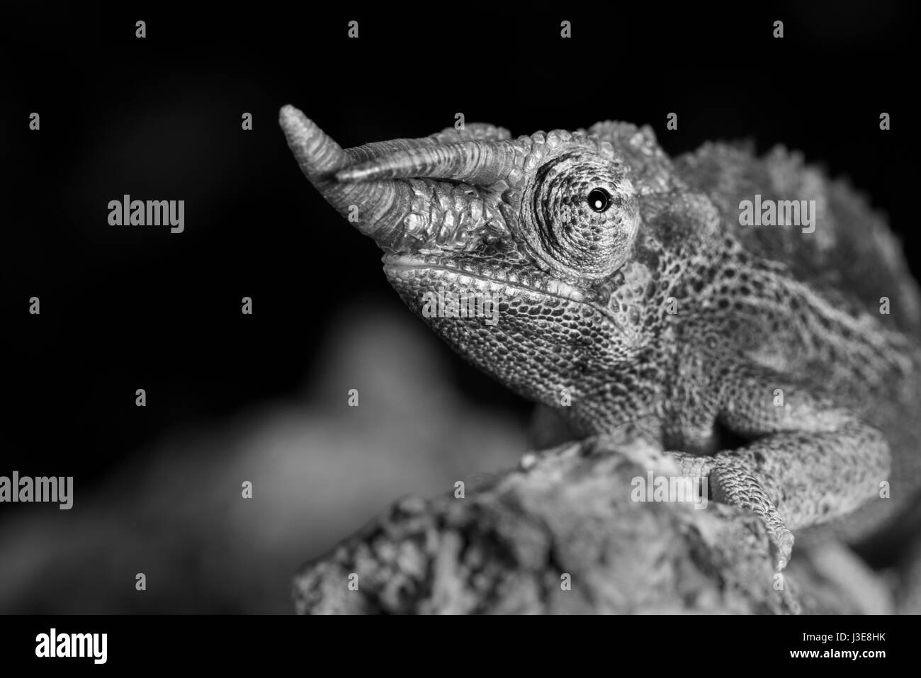 camaleonte di jackson - 1 Camaleonte cornuto di jackson immagini e fotografie stock ad alta risoluzione - Alamy