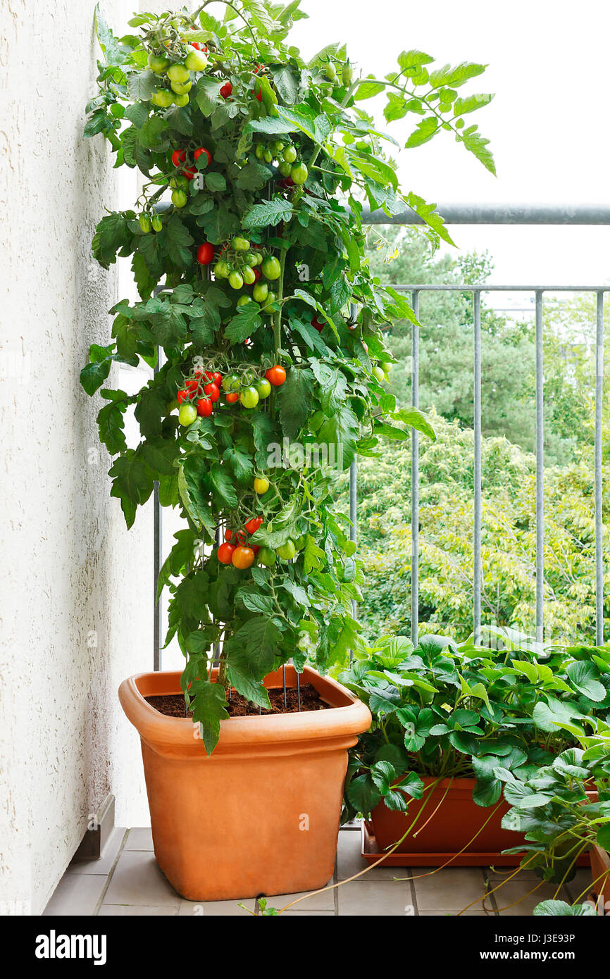 Pianta di pomodoro con verde e rosso e i pomodori in una pentola e piante di fragola con propaggini su un balcone, urban giardinaggio spazio copia Foto Stock