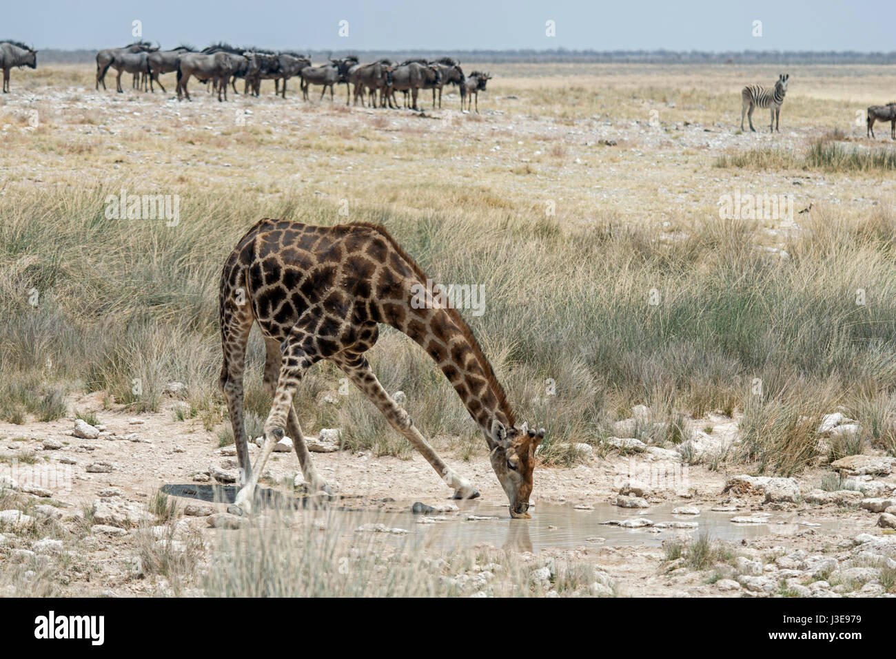 Giraffa meridionale: Giraffa camelopardalis. Bere a waterhole. Etosha, Namibia. Foto Stock