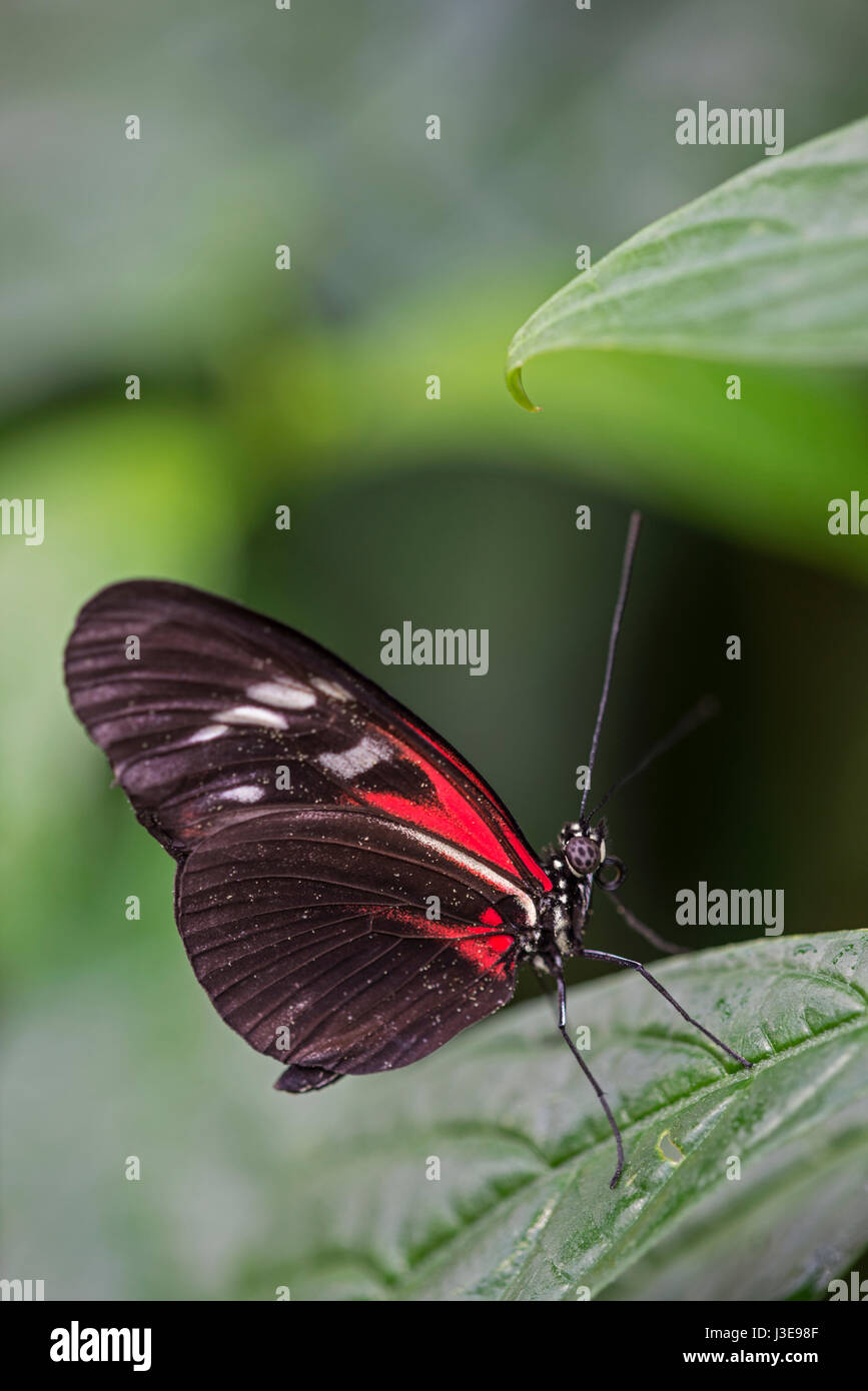 Il postino butterfly: Heliconius melpomene :. Campione di razza. Foto Stock