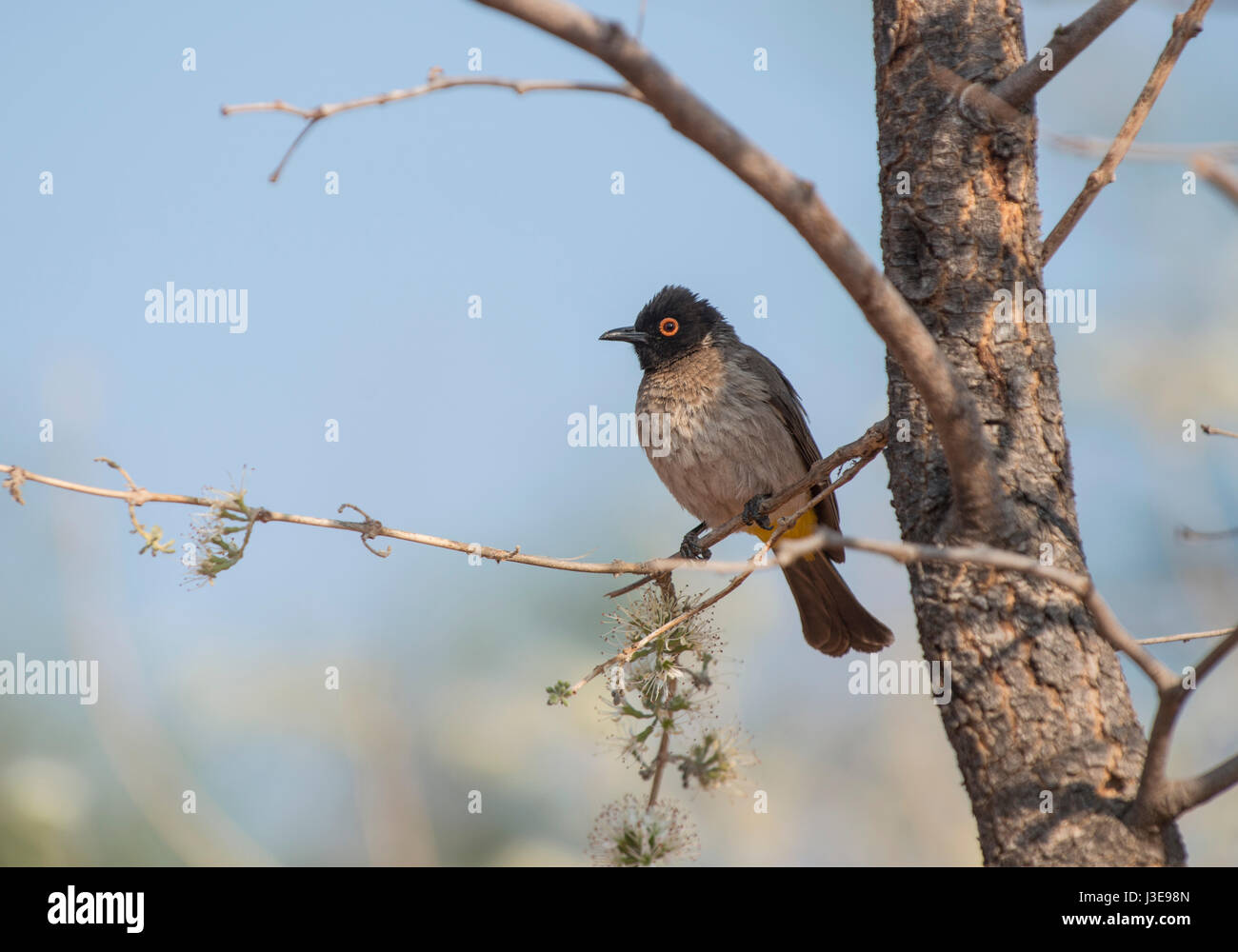 African red-eyed bulbul (o nero-fronteggiata bulbul): Pycnonotus nigricans. Namibia Foto Stock