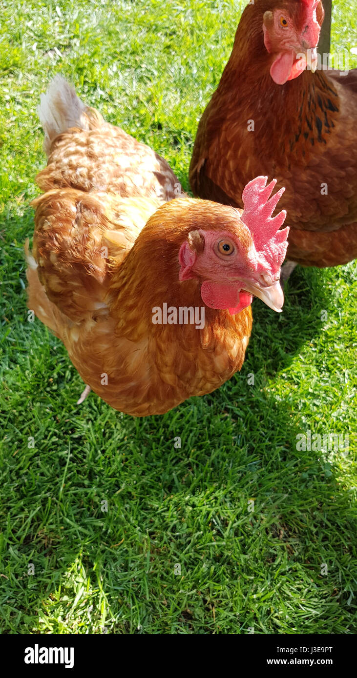 Le galline Otley Yorkshire Foto Stock