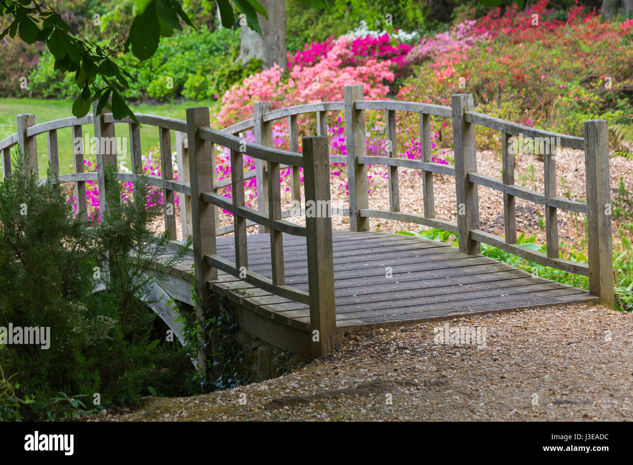 Ponte giapponese con splendidi rododendri e azalee a Exbury Gardens, New Forest National Park, Hampshire nel maggio molla Foto Stock