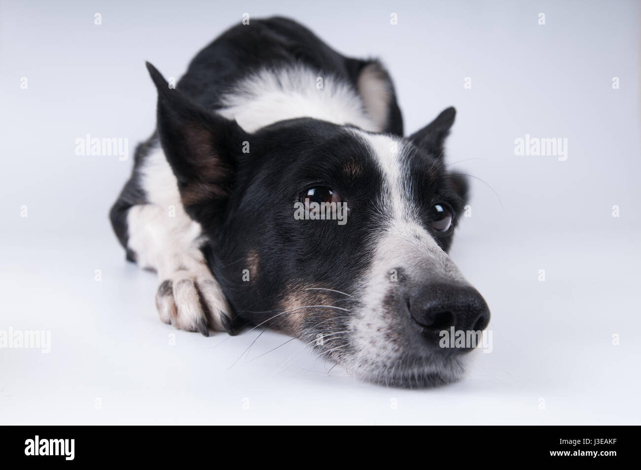 Funny closeup ritratto del bianco e del nero di razza cane sdraiato con la faccia triste Foto Stock