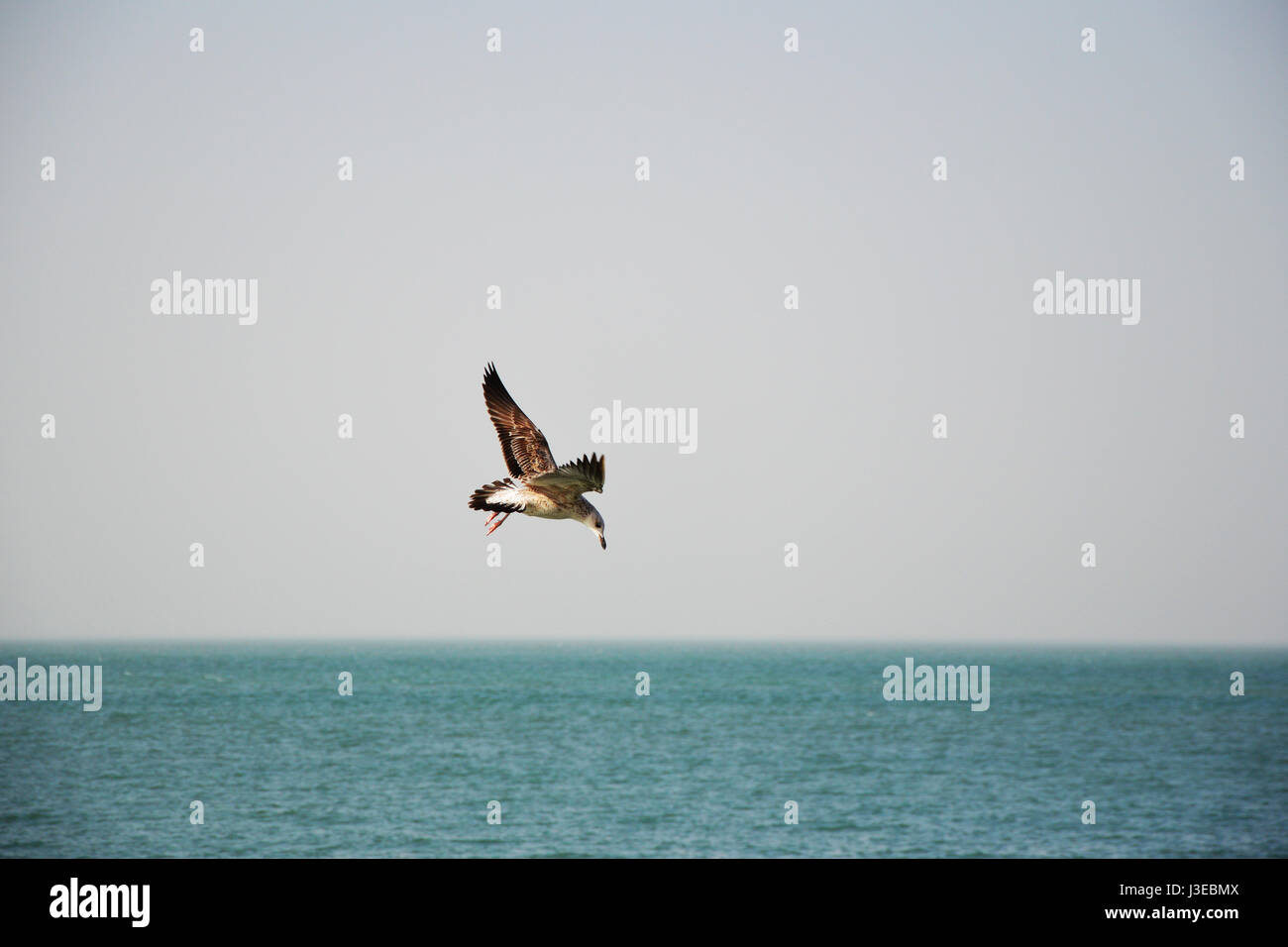 Un gabbiano volare sopra il mare - golfo Persico, Iran Foto Stock
