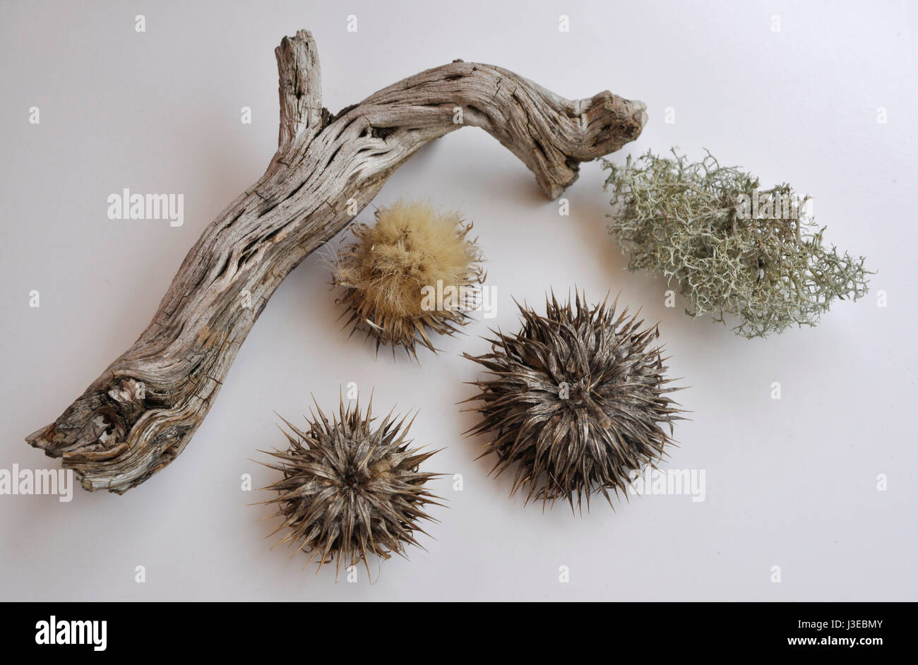 Cynara cardinculus seedhead Foto Stock