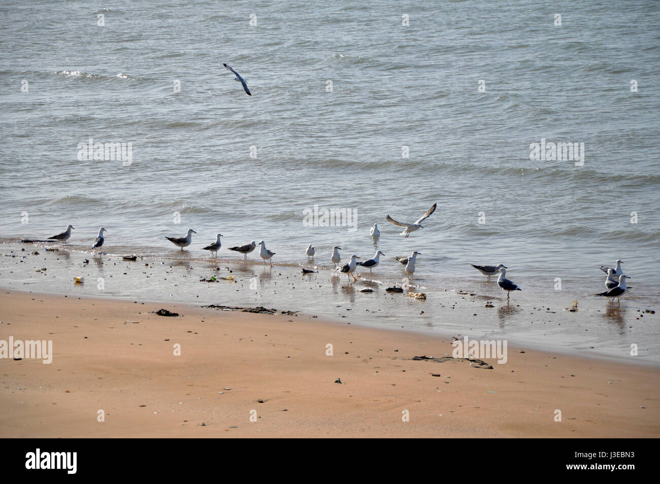 Flock of Seagulls su una spiaggia - isola Hormoz, Golfo Persico, Iran Foto Stock