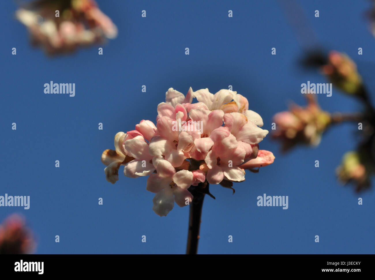 Viburnum x burkwoodii Foto Stock