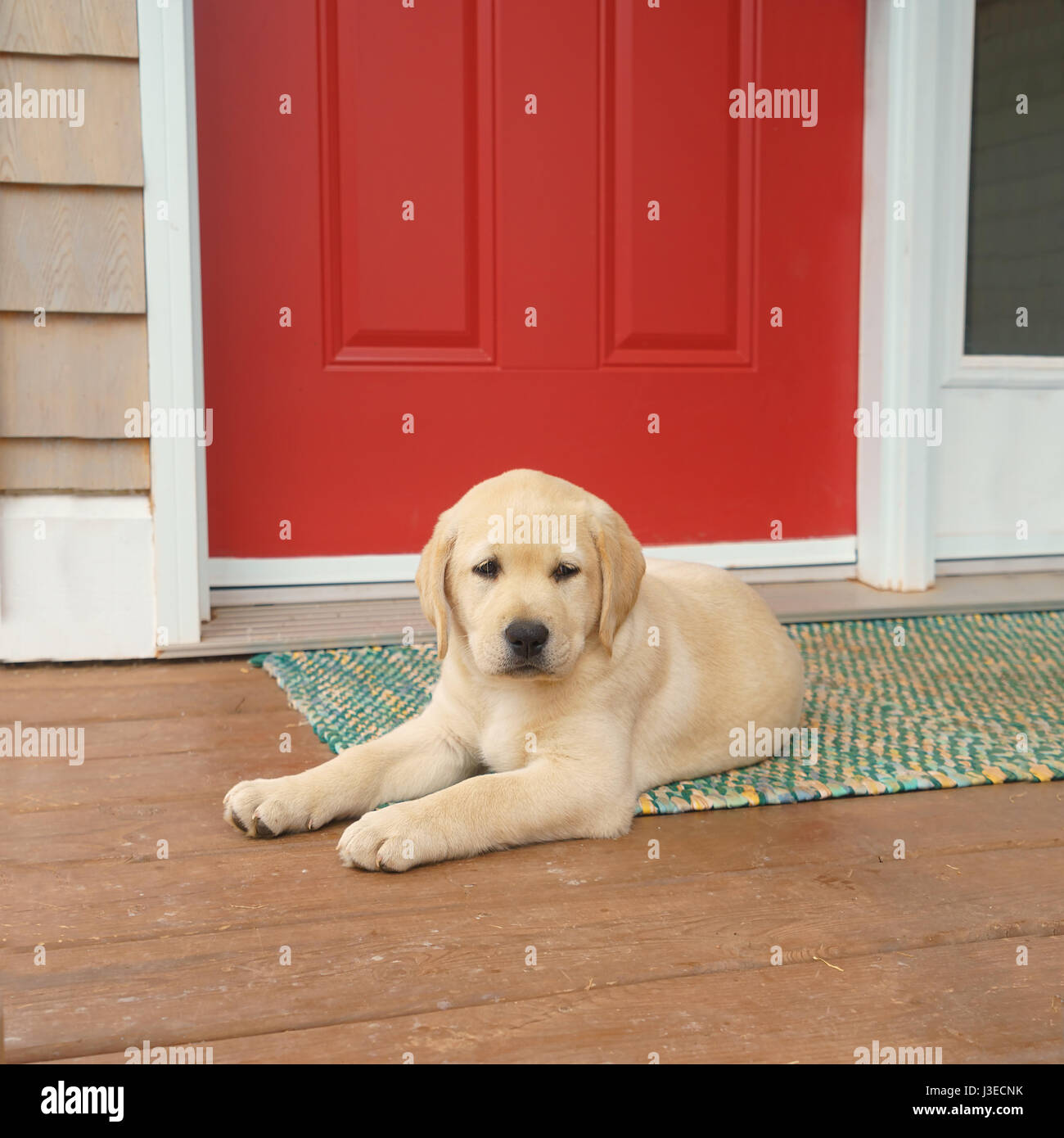Giallo Labrador retriever cucciolo su un portico anteriore. Foto Stock