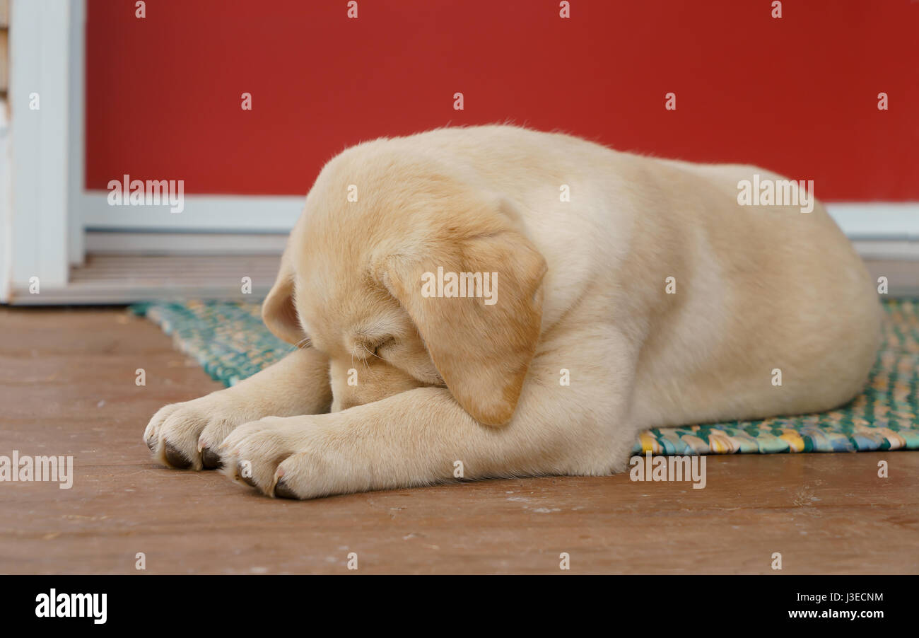 Giallo Labrador retriever cucciolo su un portico anteriore. Foto Stock