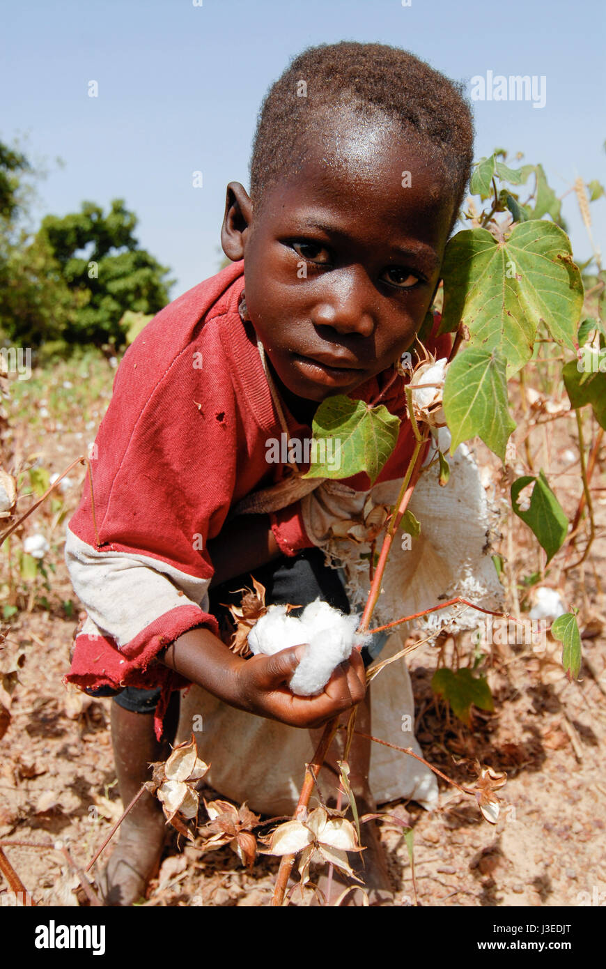 Il BURKINA FASO , bambini pick in cotone e con le loro famiglie sulla scala smale fattoria / Kinder pfluecken Baumwolle Foto Stock