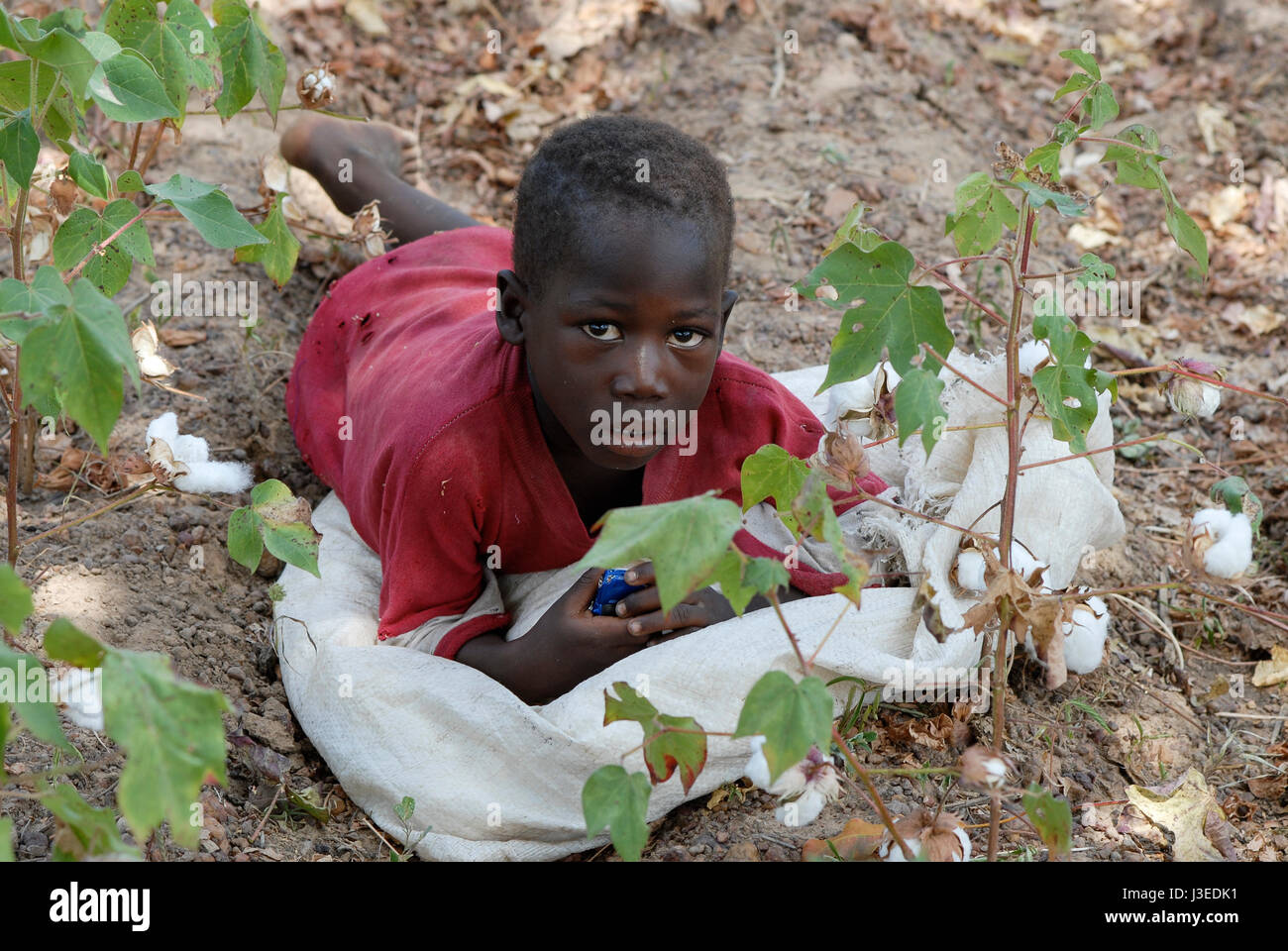Il BURKINA FASO , bambini pick in cotone e con le loro famiglie sulla scala smale fattoria / Kinder pfluecken Baumwolle Foto Stock
