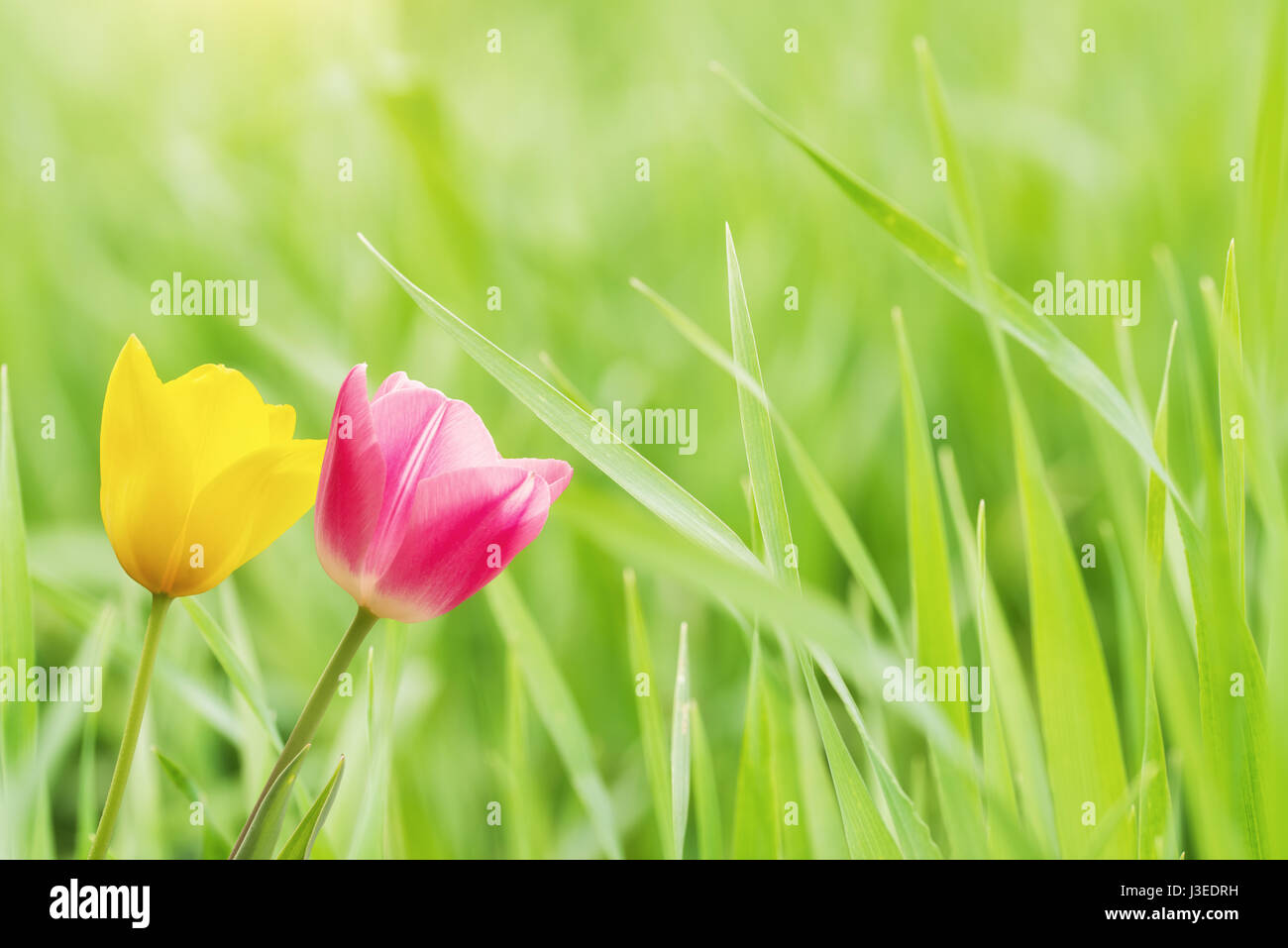 La vista ravvicinata di tulipani su sfondo verde Foto Stock