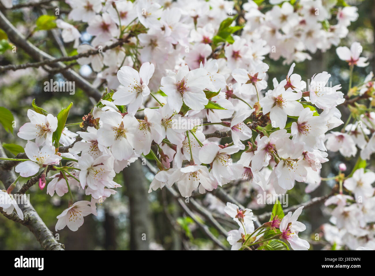 Massa di bianco fiori di ciliegio e luminosa foglia verde spara a Kamakura, Giappone. Focus sottolinea fiori nella parte anteriore. Foto Stock