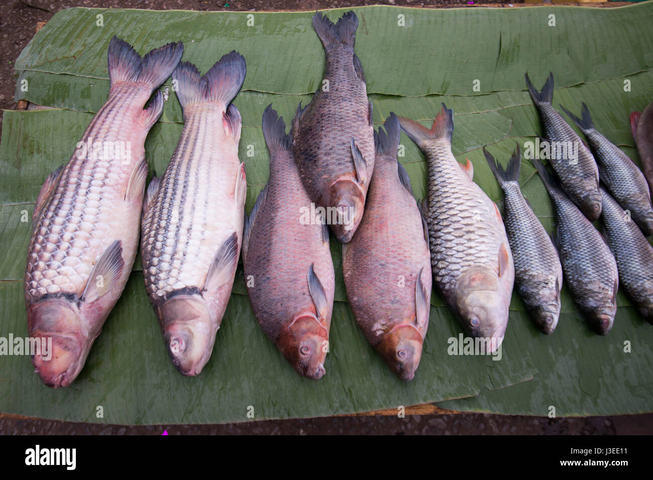 Fresco pesce del Mekong al mercato Fodd nella città di Luang Prabang nel nord del Laos in Southeastasia. Foto Stock