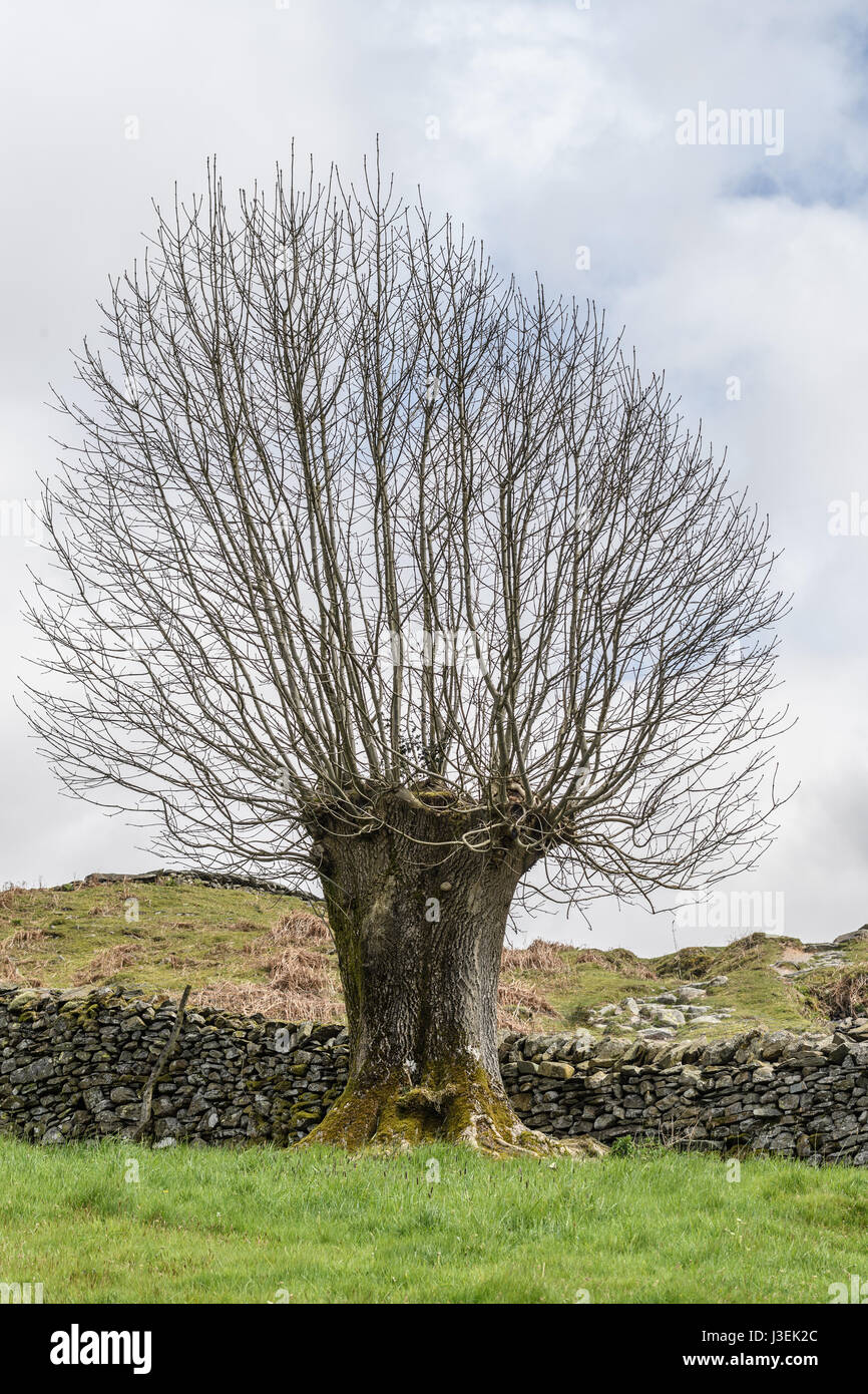 Nuova vita dal vecchio in un giorno nuvoloso in primavera a Elterwater, Lake District, Cumbria, Inghilterra. Foto Stock