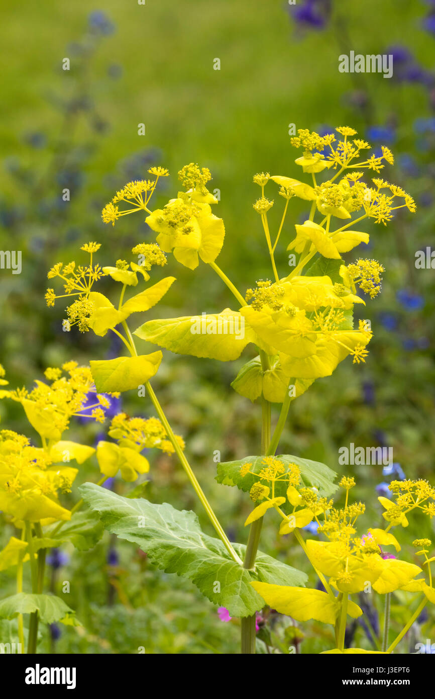 Il giallo delle brattee e fiori di hardy biennale, Smyrnium perfoliatum Foto Stock