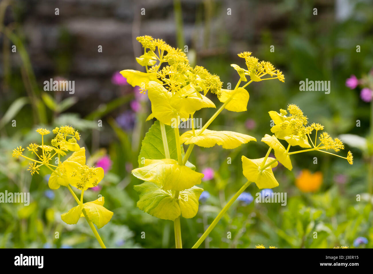 Il giallo delle brattee e fiori di hardy biennale, Smyrnium perfoliatum Foto Stock