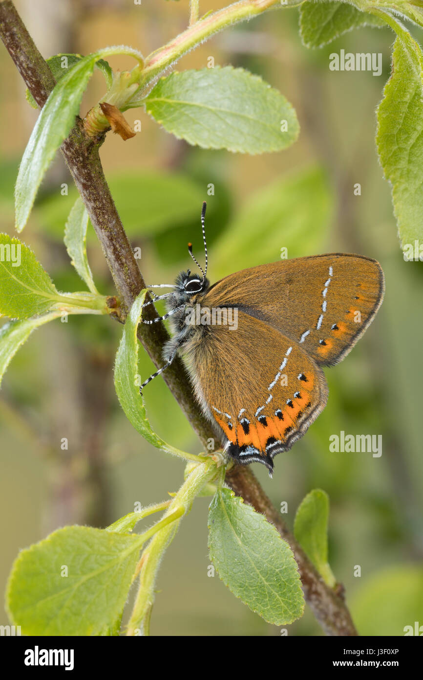 Pflaumen-Zipfelfalter, Pflaumenzipfelfalter, Satyrium pruni, Fixsenia pruni, nero hairstreak, La Thècle du prunier, Thècle du coudrier Foto Stock