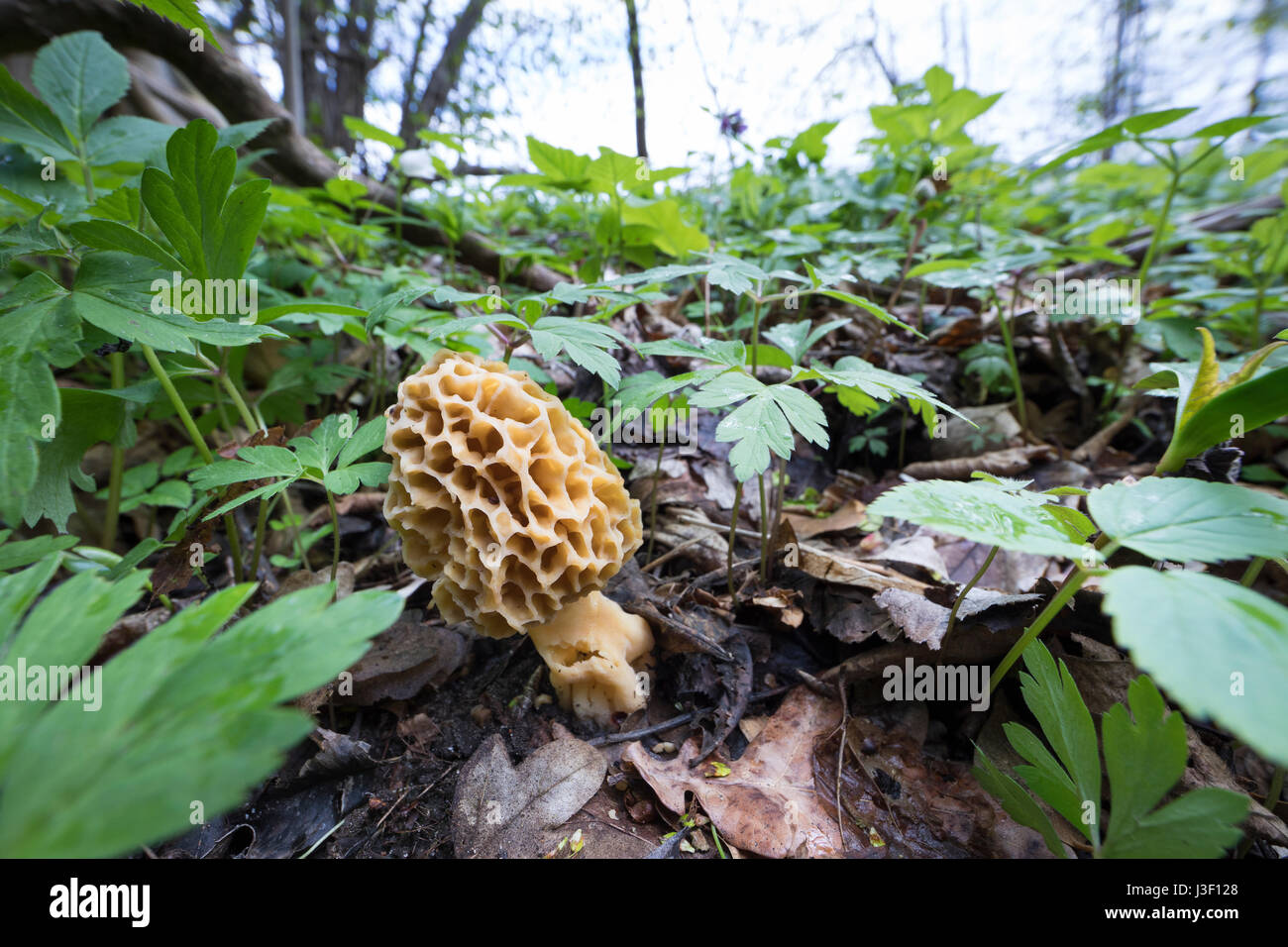 Speisemorchel, Speise-Morchel, Rundmorchel, Rund-Morchel, Morchel, Speisemorcheln, Morcheln, Morchella esculenta, Morellus esculentus, comune morel, m Foto Stock