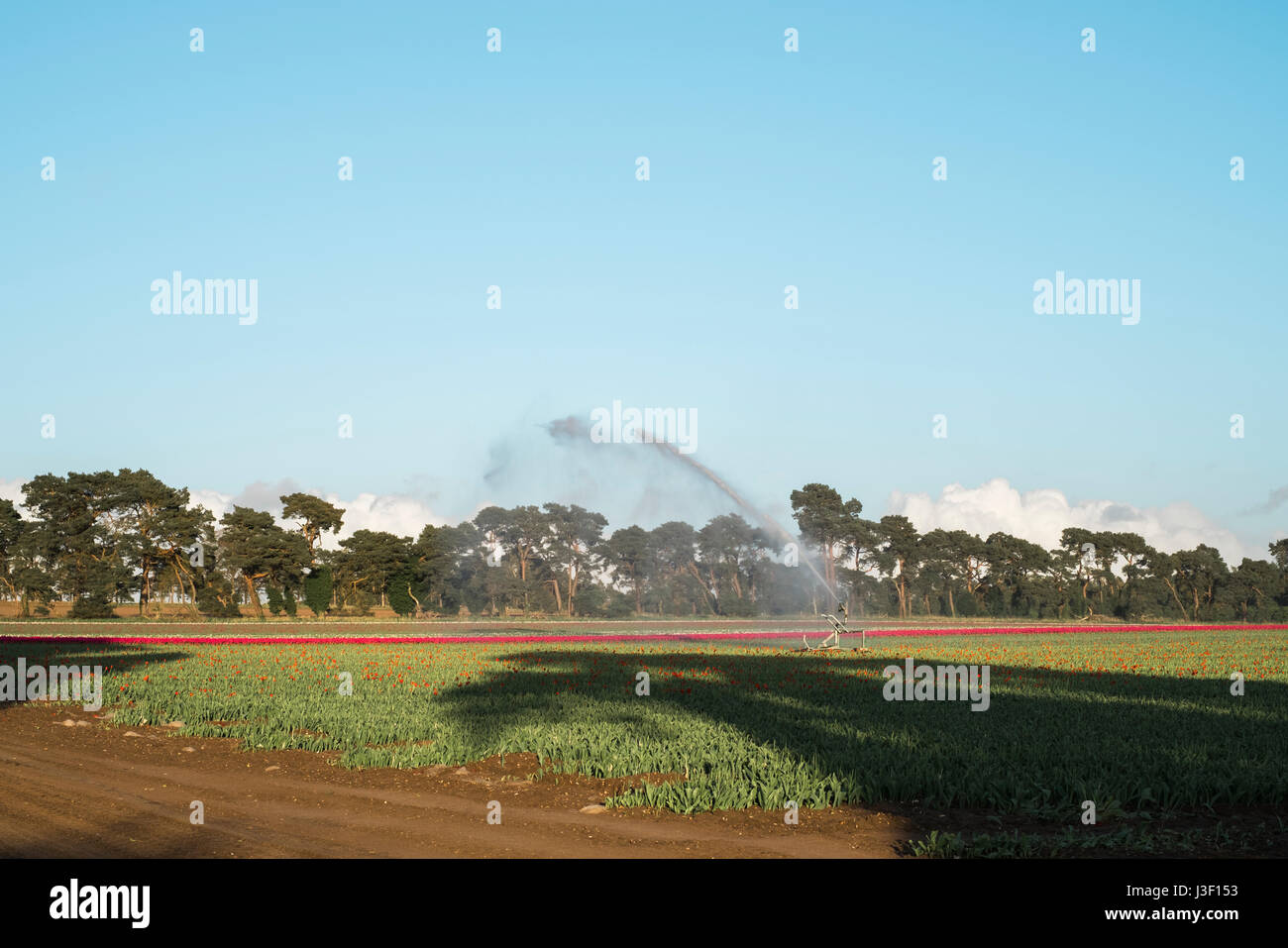 Sistema di irrigazione irrigazione piante tulip in un campo. Norfolk, Regno Unito. Foto Stock