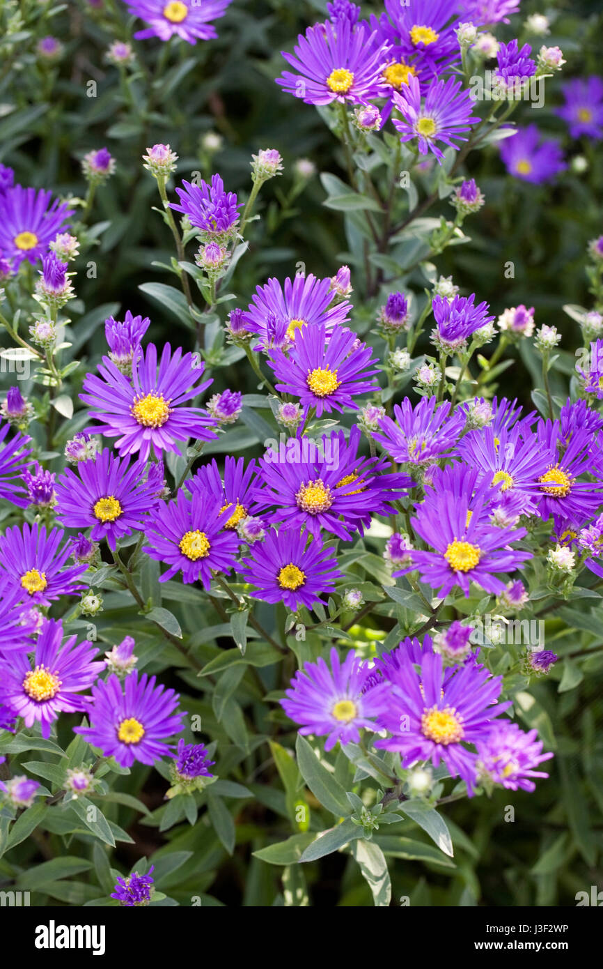 Aster amelius 'Violetta Queen' fiori in autunno. Foto Stock