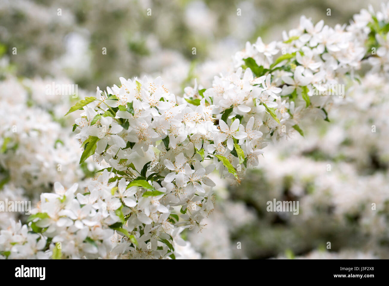 Malus transitoria fiorisce in primavera. Foto Stock
