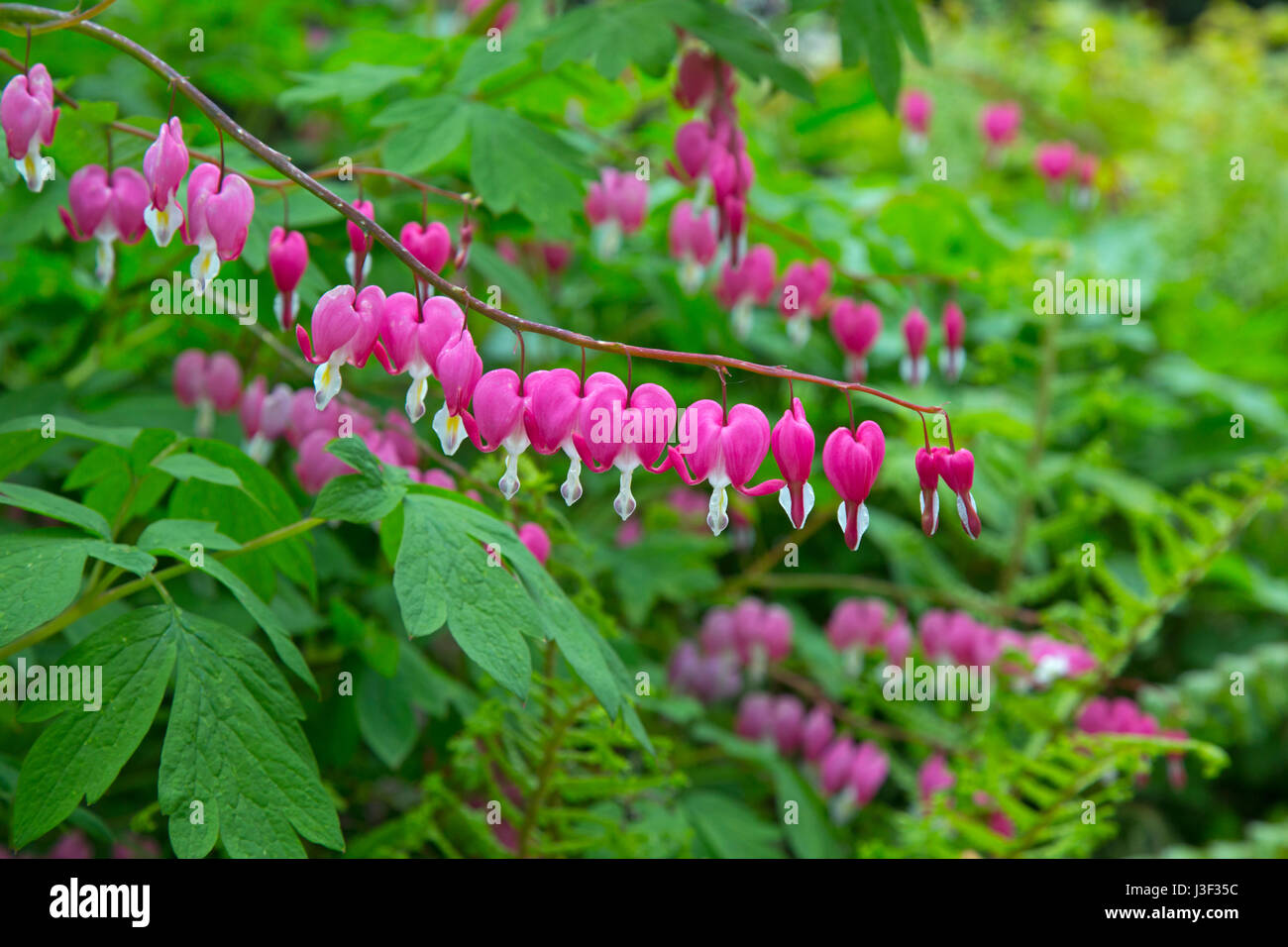 Cuore di spurgo impianto Lamprocapnos spectabilis Foto Stock