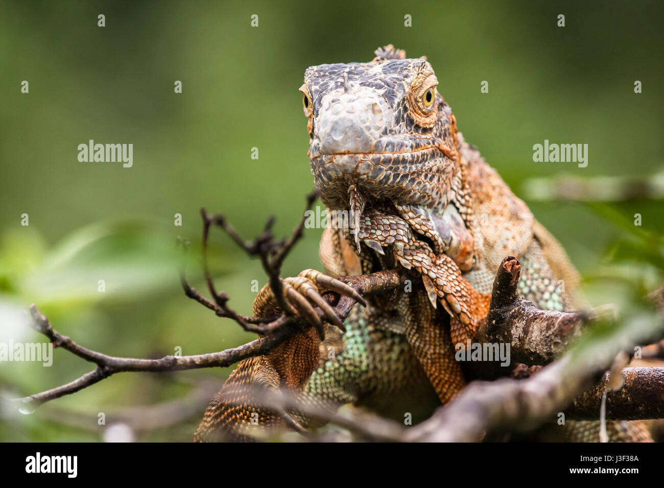 Un selvaggio iguana verde in un albero in Costa Rica Foto Stock