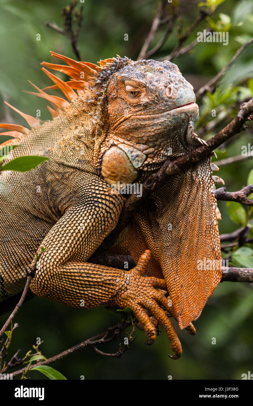 Un selvaggio iguana verde in un albero in Costa Rica Foto Stock