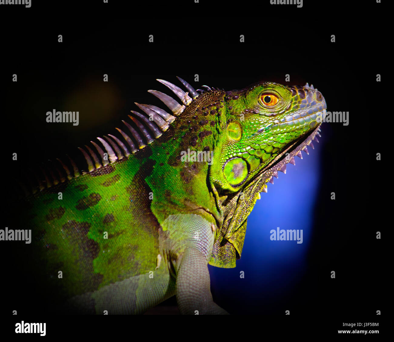 Una grossa Iguana guarda la fotocamera in modo sospetto. Fotografato in Everglades della Florida. Foto Stock