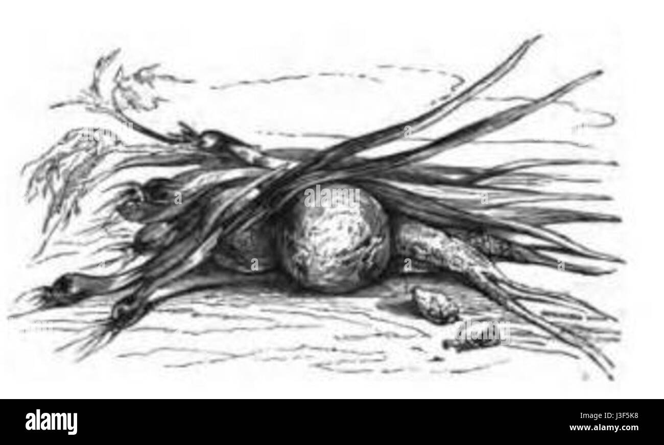 "Frutta secca Chishotte" significa "frutta secca Chishotte" in inglese e si riferisce probabilmente a un prodotto culinario o agricolo relativo alla frutta secca, eventualmente associato a una regione o a un metodo di preparazione specifici. Foto Stock