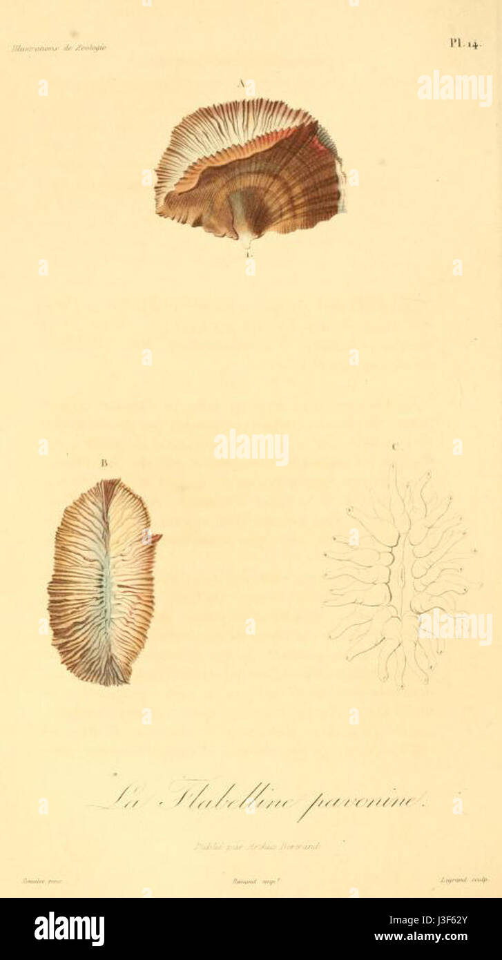 Il Flabellum pavoninum è una specie di pianta descritta nel 1831, nota per le sue caratteristiche foglie a ventaglio e l'aspetto esotico. Foto Stock
