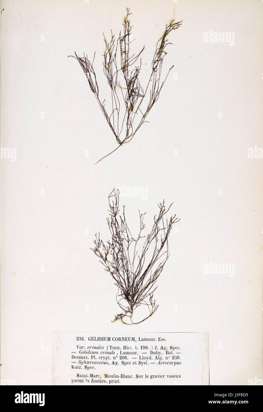 Il Gelidium crinale è una specie di alghe rosse che si trova in ambienti marini. È noto per il suo uso nella produzione di agar, una sostanza gelatinosa utilizzata in applicazioni alimentari e scientifiche. Foto Stock