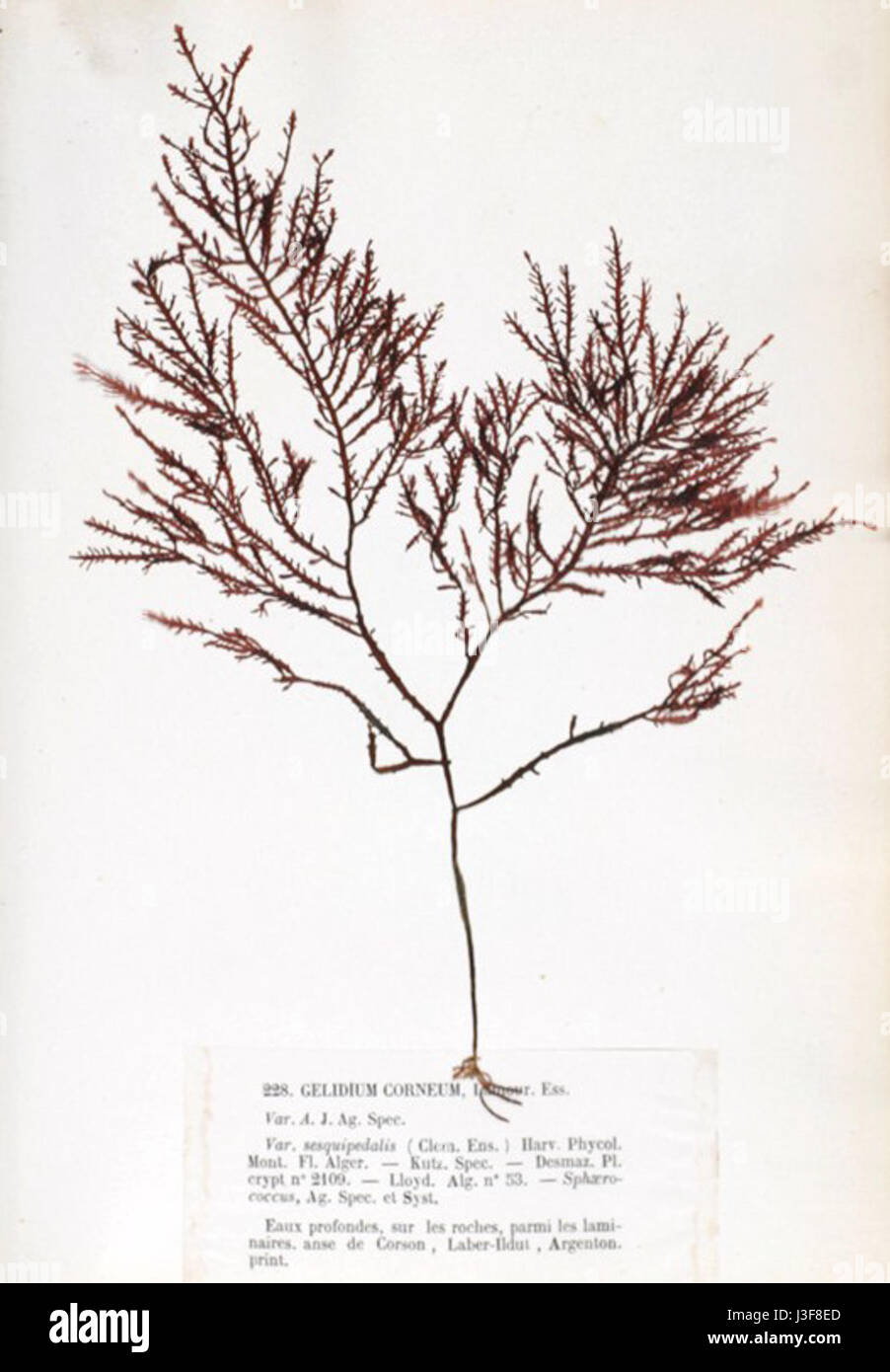 Il Gelidium corneum, identificato da Crouan, è una specie di alghe rosse comunemente presenti in ambienti marini. Svolge un ruolo negli ecosistemi costieri e ha un valore economico nella produzione di agar, una sostanza gelatinosa utilizzata nelle industrie scientifiche e alimentari. Foto Stock