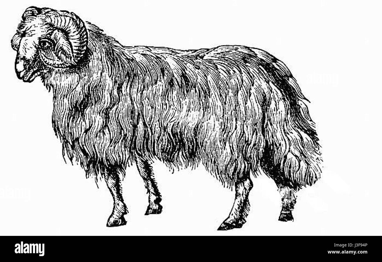 La razza Fat Tailed si riferisce a un gruppo di animali, in particolare pecore, caratterizzati dal caratteristico deposito di grassi nelle loro code. Questa caratteristica è un adattamento genetico osservato in varie razze, in particolare nei climi aridi o semi-aridi in cui le riserve di grasso sono fondamentali per la sopravvivenza. Foto Stock